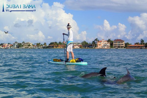 پارو زدن با دلفین - Dolphin Paddle