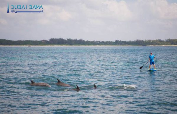 پارو زدن با دلفین - Dolphin Paddle